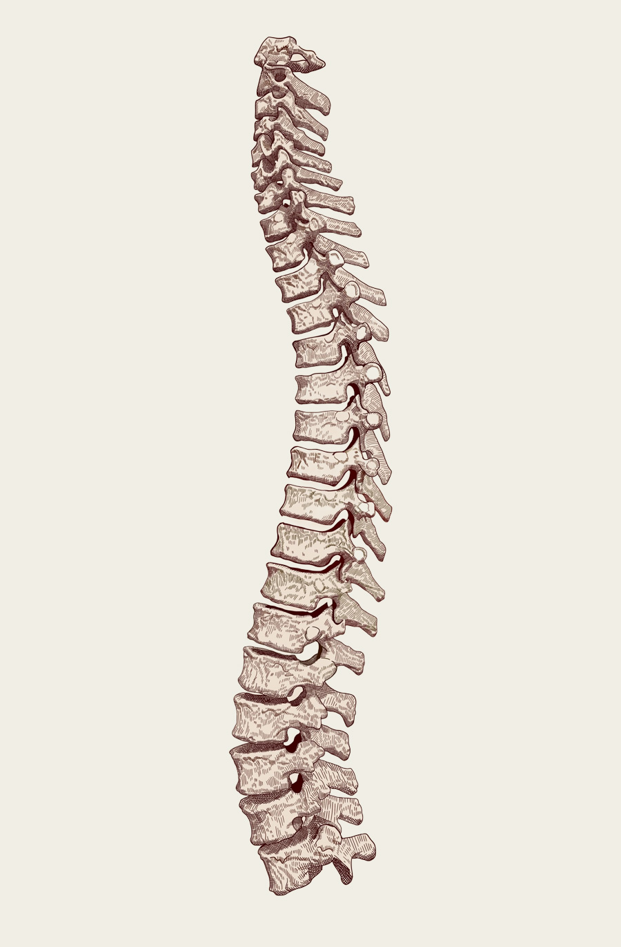 Healthy Spine in Schenectady NY - Cinque Chiropractic